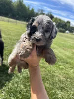 Oreo, a male Miniature Bernedoodle for sale in Loogootee, IN – 1 of 2