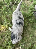 Oreo, a male Miniature Bernedoodle for sale in Loogootee, IN – 3 of 3