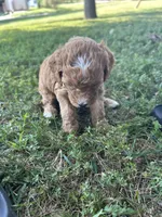 Honey, a female Miniature Bernedoodle for sale in Loogootee, IN – 2 of 2