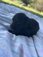 Cocoa , a male Miniature Bernedoodle for sale in Loogootee, IN – 2 of 2