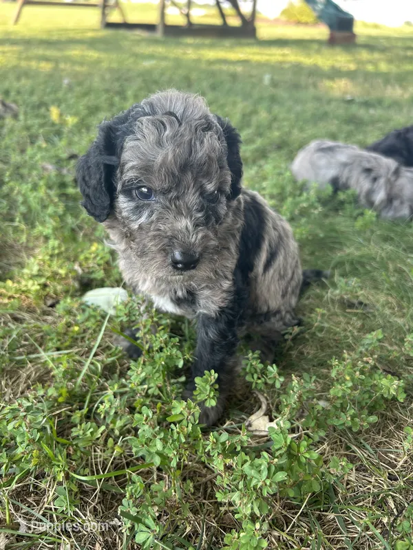 Mochi – Miniature Bernedoodle puppy for sale in Loogootee, IN