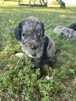 Mochi, a male Miniature Bernedoodle for sale in Loogootee, IN – 1 of 3