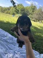 Poppy, a female Miniature Bernedoodle for sale in Loogootee, IN – 2 of 2