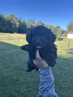 Cupcake, a female Miniature Bernedoodle for sale in Loogootee, IN – 1 of 3