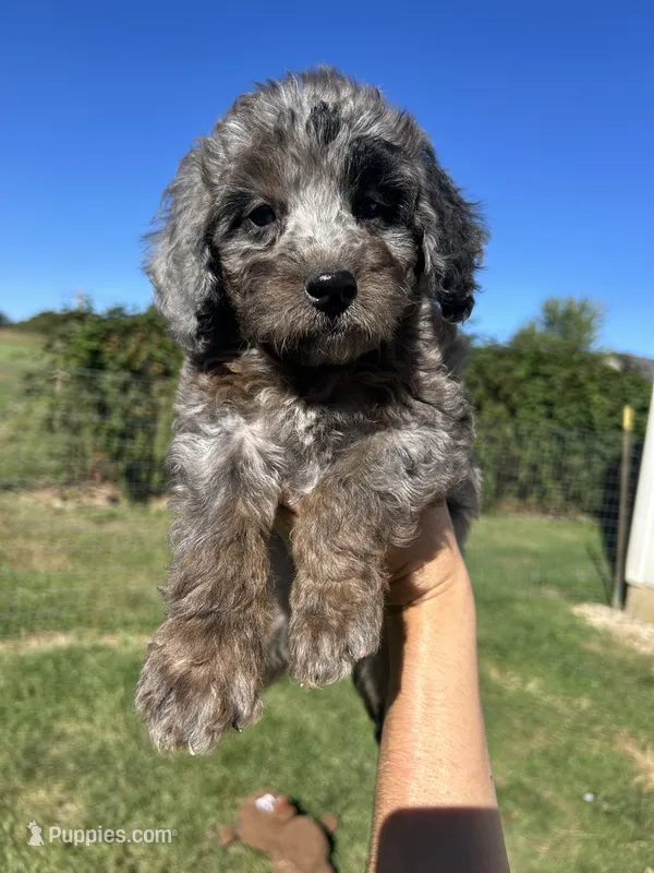 Cookie – Miniature Bernedoodle puppy for sale in Loogootee, IN
