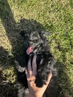 Cocoa, a male Miniature Bernedoodle for sale in Loogootee, IN – 2 of 2
