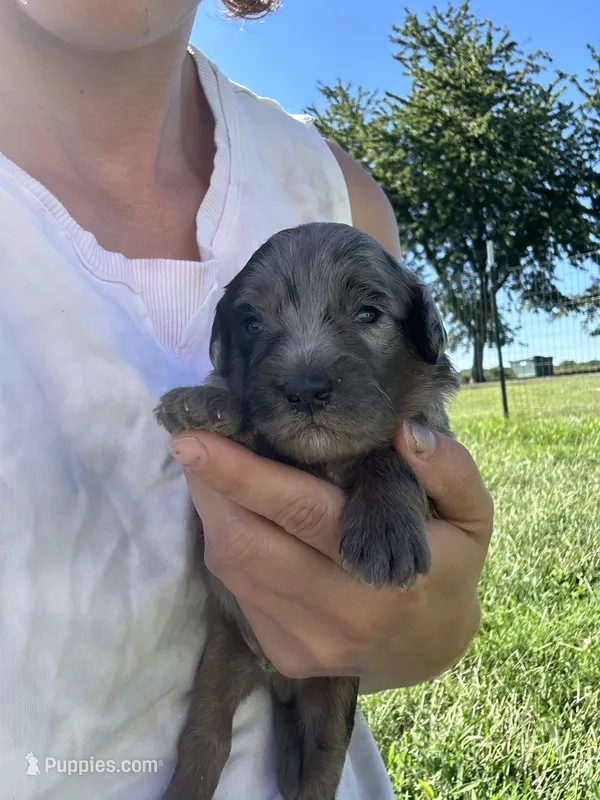 Oreo  – Miniature Bernedoodle puppy for sale in Loogootee, IN