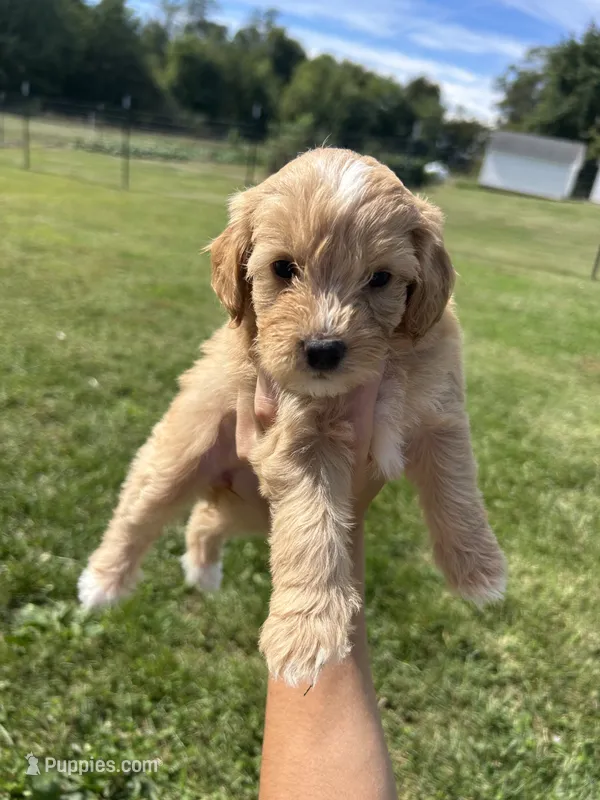 Sprinkles – Miniature Bernedoodle puppy for sale in Loogootee, IN