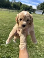 Sprinkles, a female Miniature Bernedoodle for sale in Loogootee, IN – 1 of 2
