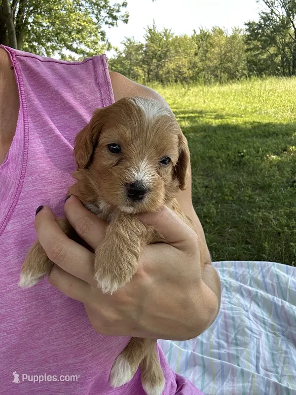 Biscuit  – Miniature Bernedoodle puppy for sale in Loogootee, IN