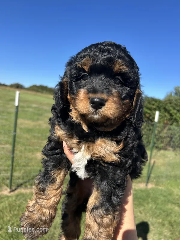 Peaches – Miniature Bernedoodle puppy for sale in Loogootee, IN
