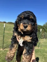 Peaches, a female Miniature Bernedoodle for sale in Loogootee, IN – 1 of 2