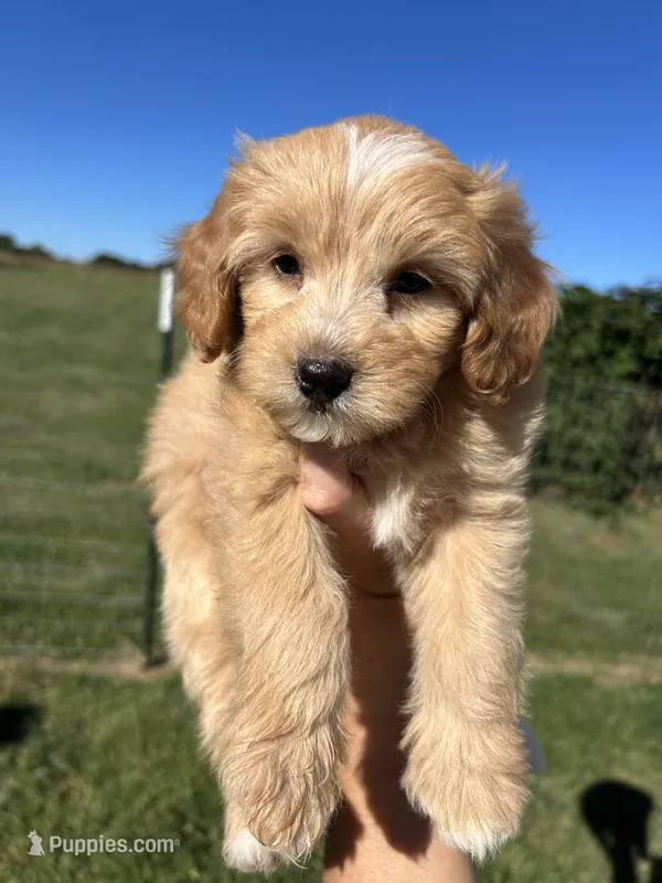Sprinkles – Miniature Bernedoodle puppy for sale in Loogootee, IN