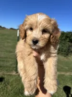 Sprinkles, a female Miniature Bernedoodle for sale in Loogootee, IN – 1 of 2