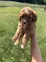 Honey, a female Miniature Bernedoodle for sale in Loogootee, IN – 2 of 2