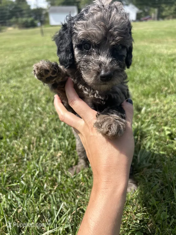 Mochi – Miniature Bernedoodle puppy for sale in Loogootee, IN
