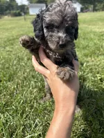 Mochi, a male Miniature Bernedoodle for sale in Loogootee, IN – 1 of 2
