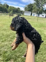 Poppy, a female Miniature Bernedoodle for sale in Loogootee, IN – 2 of 3