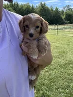Biscuit , a male Miniature Bernedoodle for sale in Loogootee, IN – 2 of 2