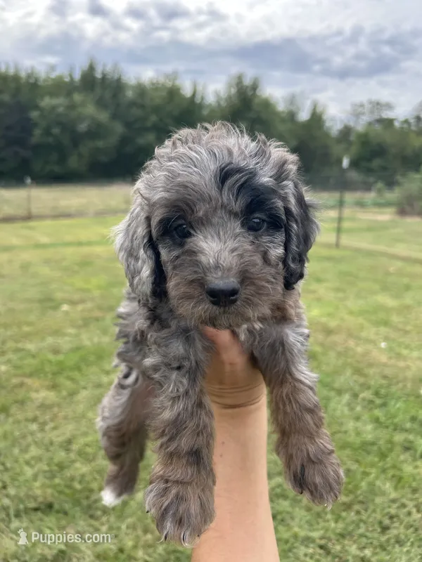 Cookie – Miniature Bernedoodle puppy for sale in Loogootee, IN
