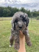 Cookie, a male Miniature Bernedoodle for sale in Loogootee, IN – 1 of 2