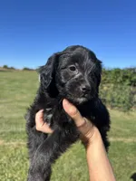 Cupcake, a female Miniature Bernedoodle for sale in Loogootee, IN – 2 of 2