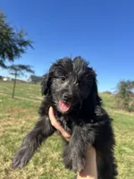 Cupcake , a female Miniature Bernedoodle for sale in Loogootee, IN – 2 of 3