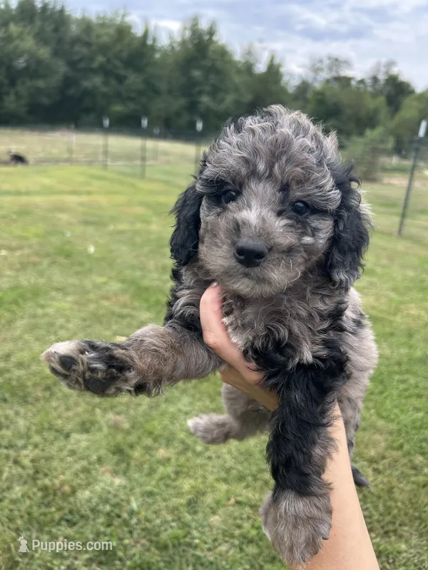 Mochi – Miniature Bernedoodle puppy for sale in Loogootee, IN