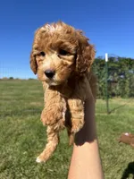 Honey, a female Miniature Bernedoodle for sale in Loogootee, IN – 2 of 2