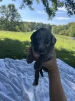 Oreo, a male Miniature Bernedoodle for sale in Loogootee, IN – 1 of 3