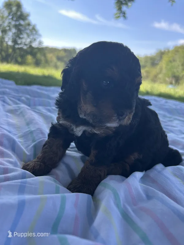 Poppy – Miniature Bernedoodle puppy for sale in Loogootee, IN