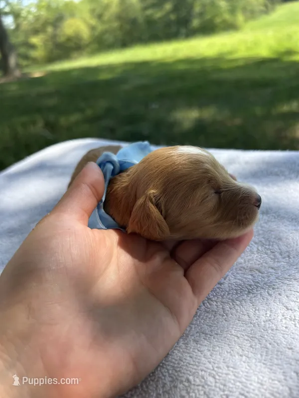 Biscuit – Miniature Bernedoodle puppy for sale in Loogootee, IN