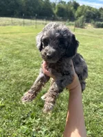 Cookie, a male Miniature Bernedoodle for sale in Loogootee, IN – 2 of 2