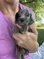 Oreo, a male Miniature Bernedoodle for sale in Loogootee, IN – 2 of 3