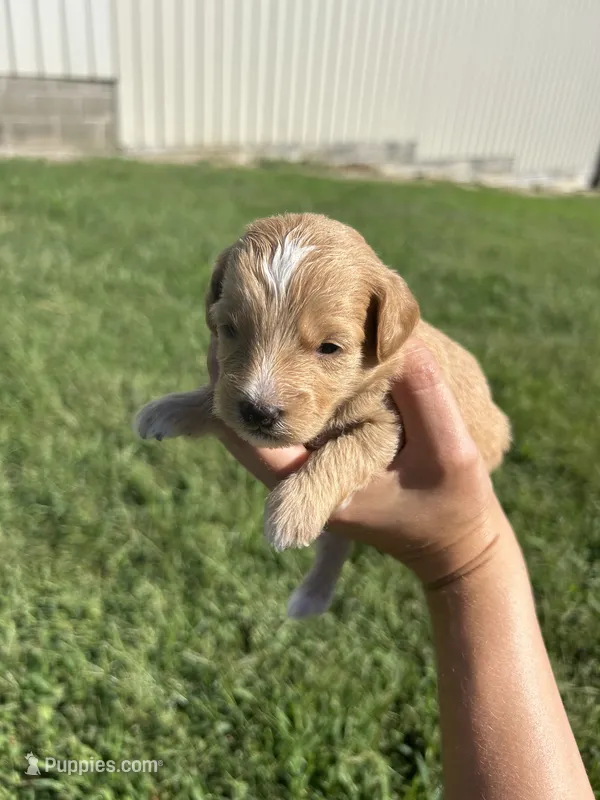 Sprinkles – Miniature Bernedoodle puppy for sale in Loogootee, IN