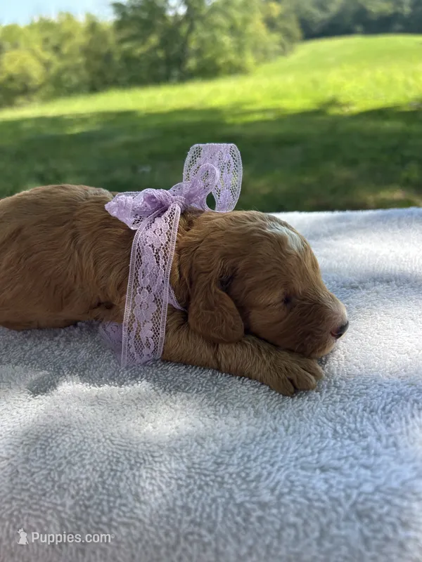 Honey – Miniature Bernedoodle puppy for sale in Loogootee, IN