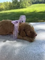 Honey, a female Miniature Bernedoodle for sale in Loogootee, IN – 1 of 3