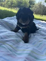 Poppy, a female Miniature Bernedoodle for sale in Loogootee, IN – 2 of 3