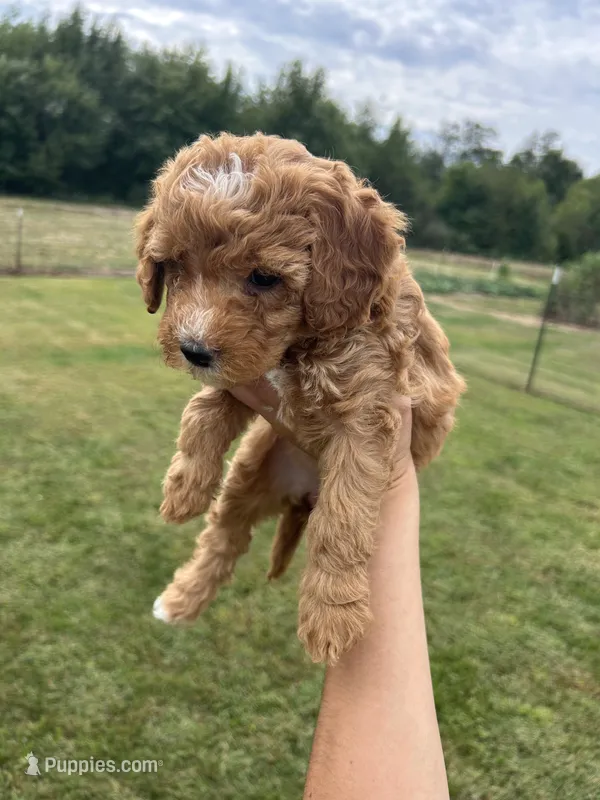 Honey – Miniature Bernedoodle puppy for sale in Loogootee, IN