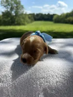 Biscuit, a male Miniature Bernedoodle for sale in Loogootee, IN – 2 of 3