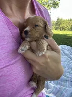 Biscuit , a male Miniature Bernedoodle for sale in Loogootee, IN – 2 of 2