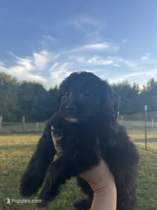 Cupcake – Miniature Bernedoodle puppy for sale in Loogootee, IN
