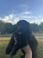 Cupcake, a female Miniature Bernedoodle for sale in Loogootee, IN – 1 of 2