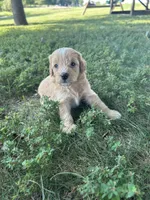 Sprinkles , a female Miniature Bernedoodle for sale in Loogootee, IN – 2 of 2