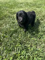Cupcake, a female Miniature Bernedoodle for sale in Loogootee, IN – 3 of 3