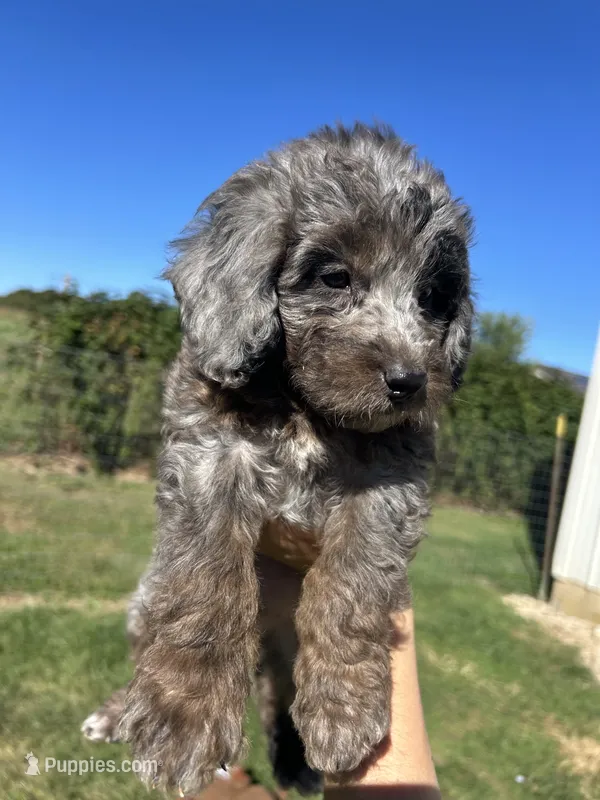 Cookie – Miniature Bernedoodle puppy for sale in Loogootee, IN