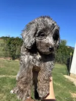 Cookie, a male Miniature Bernedoodle for sale in Loogootee, IN – 1 of 2