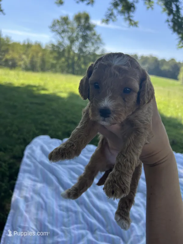 Honey – Miniature Bernedoodle puppy for sale in Loogootee, IN