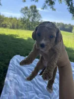 Honey, a female Miniature Bernedoodle for sale in Loogootee, IN – 1 of 2