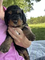Peaches, a female Miniature Bernedoodle for sale in Loogootee, IN – 3 of 3